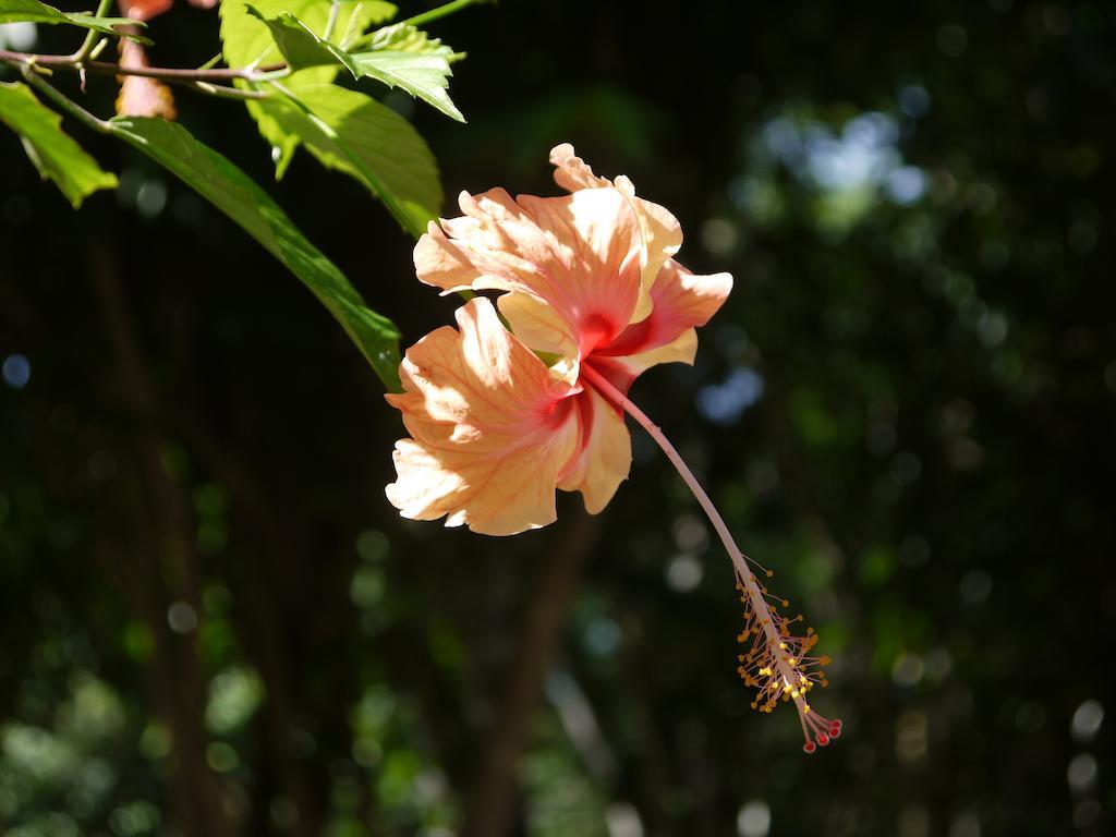 Vanilla Hills Resort San Ignacio Buitenkant foto